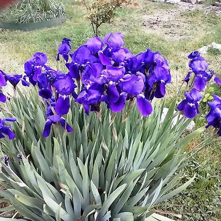 Yades Arachova